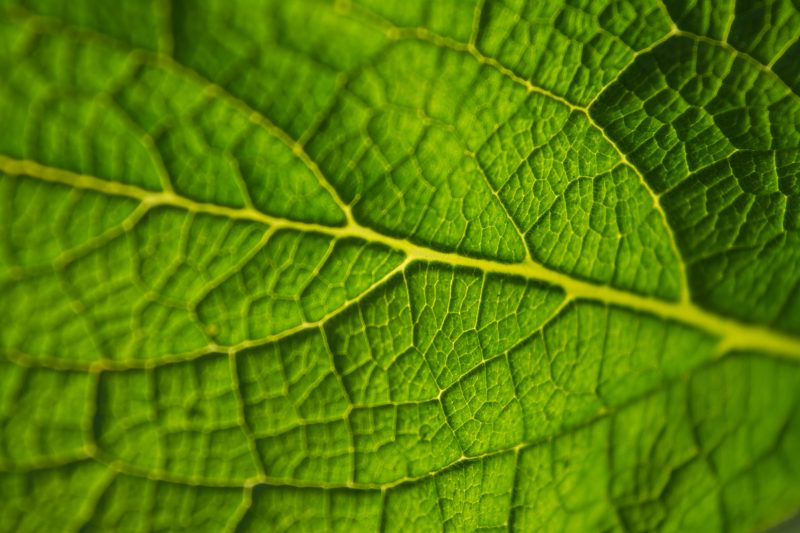 Photos of La bioéconomie va-t-elle changer le monde ?